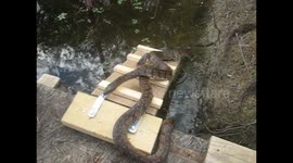 FRIENDLY WATERSNAKES LEARN TO USE RAMP.