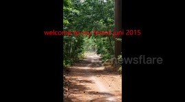 strontvlieg / dung fly