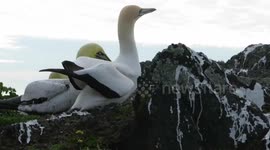 Love concretes all for Nigel the gannet, on Mana Island, New Zealand