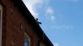 Squirrel barking a warning