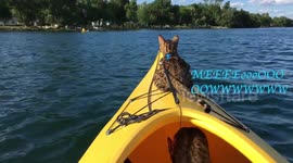 Baby Bengal Kayaking Cat Sammy searching for his Momma