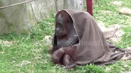 Orangutan with blanket on its head smiles at visitors