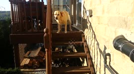 This dog is scared of stairs