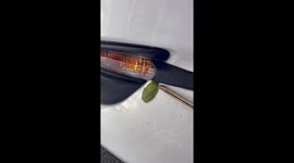 Stubborn tree frog stares down camera, pulls ‘attack mode’ in 19M-view video