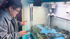 Lobster claw-machine catch in Jiangsu, China