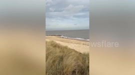 Investigation after man 'deliberately antagonises' grey seals along beach with dog