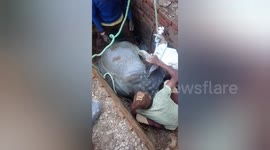 Social organisation rescued a mother cow has fallen into the septic tank in Shahdol, Madhya Pradesh