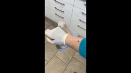 Dog’s anal gland mishap sends spray flying in 597K-view viral clip