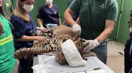 Jaguar rescued after being shot in the head released back into the Amazon rainforest 1/2
