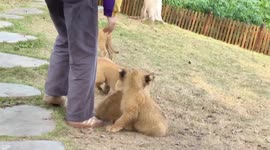 China: African lion quintuplet cubs make public debut at Chongqing theme park