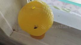 Fly stuck on a sticky ball trap. French island of Martinique, Caribbean, West Indies, France, 1 December 2025