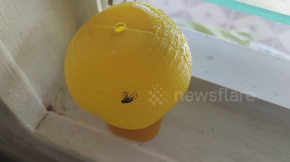 Fly stuck on a sticky ball trap. French island of Martinique, Caribbean, West Indies, France, 1 December 2025