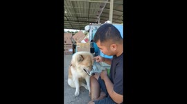 Helpful pet dog delivers fruit to grandmother's house
