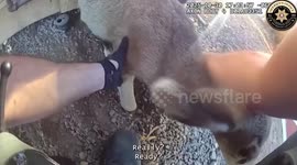 Officer Frees Stuck Fawn After Fence Rescue Near School