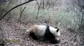 China: Wild pandas captured on cameras in northwest China's Shaanxi