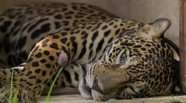 UNCAPTIONED: Jaguar rescued after being shot in the head released back into the Amazon rainforest