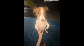 Dog sits upright for belly scratches in Michurinsk, Russia