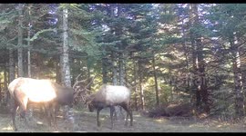 Oregon Bull Elk Locking Antlers