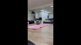 Cutest Fluffiest Bunny Ever at Bunny Yoga