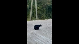 Momma Bear With Her Two Cubs