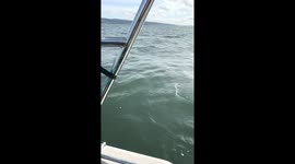 Harbor Seal Seeks Refuge From Hunting Orca Pod