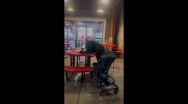 Gatlinburg Bear Eats Milkshake