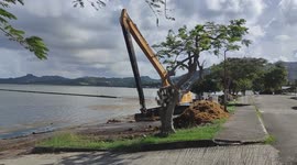Invasion of sargassum algas. French island of Martinique, Le Robert, Caribbean , West Indies, France. 1 December 2025