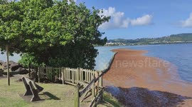 Invasion of sargassum algas. French island of Martinique, Le Robert, Caribbean , West Indies, France. 1 December 2025