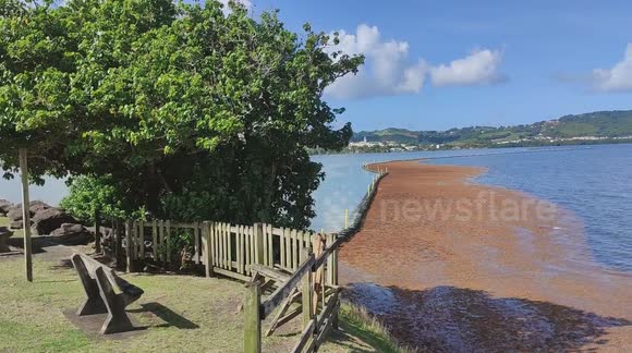 Invasion of sargassum algas. French island of Martinique, Le Robert, Caribbean , West Indies, France. 1 December 2025