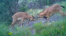 Wild goats caught on camera in intense head-to-head clash