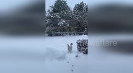 US: Fluffy Samoyed Lady Delights In Chicagoland Record November Snowfall