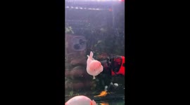 Pink Oranda Goldfish