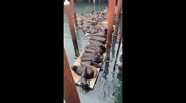 Sea Lion Scooching In