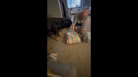 Rottweiler Puppy Opens Birthday Presents