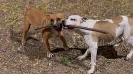 “Mon chien Apache Storm joue avec un bâton et devient complètement fou d’excitation. Il saute, s’accroche et tire dessus avec toute son énergie. Une scène amusante et impressionnante.”