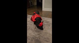 Mini Pig in Costume Spins for Carrots