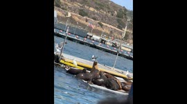 Big Boss Sea Lion Showing Up to the Meet
