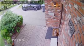 Bear Steals DoorDash Delivery
