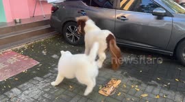 Pony chases barking dog during playful interaction in Hunan, China