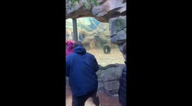Gorilla mirrors man’s playful movements at Jilin zoo, China
