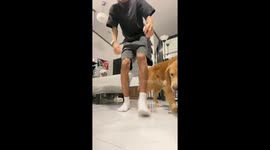 Golden retriever steals the spotlight in Manila, Philippines