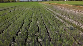 An early morning flight over a paddy field with rice seedlings starting to grow.