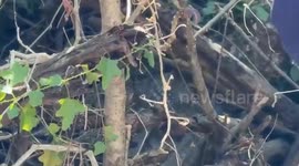 Python caught in bushes swallowing family's pet dog