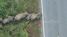 Herd of elephants captured on drone footage crossing road