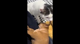 Cat gently wakes sleeping puppy in Shandong, China