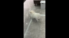 Puppy aggressively plays with toy in Hebei, China
