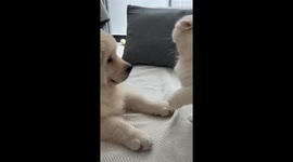 Cat overwhelms playful puppy with rapid swipes in Tibet, China