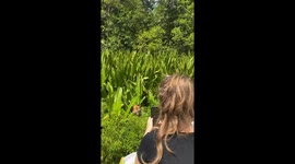 Proboscis monkey tucks into leaves for lunch on riverbank