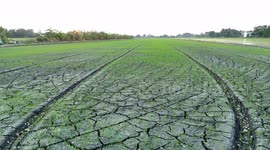 An evening drone flight across a paddy field with rice seedlings starting to grow.