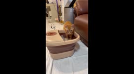 Pampered pet tabby cat enjoys dipping paws into foot spa